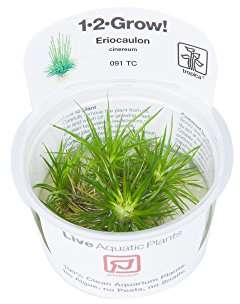 Tropica - Eriocaulon cinereum in vitro