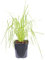 Herbe de la pampa (blanc) – Cortaderia selloana 'Pumila' – Hauteur : env. 50 cm, diamètre du pot : 17 cm