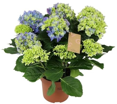 Planta Natural Hydrangea Blue - Hortensia -