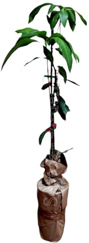 Planta de Mango Injertado, 150 cm, 2 años | Variedad Injertado, Muy Productivo, Aporta Sombra, Frutos Nutritivos, Aporta Oxígeno