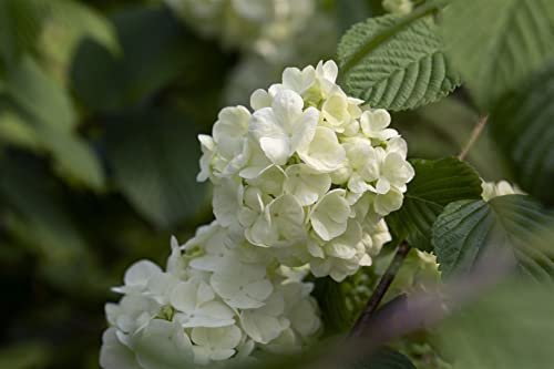 Viburnum plicatum 'Newport' 80 cm – Winterhart, Mehrjährig, Pflegeleicht – Japanischer Schneeball – Heckenpflanze für Garten & Sichtschutz
