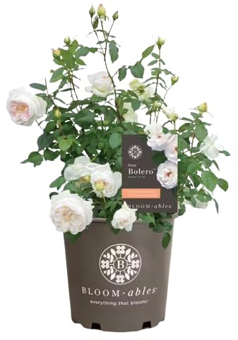 Rosal Exterior Blanco Natural Planta Resistente y Fácil de Cuidar