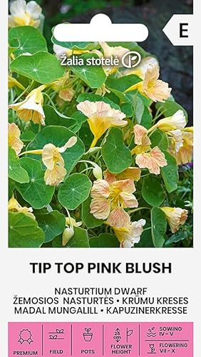 Zalia stotele | KAPUZINERKRESSE - TIP TOP PINK BLUSH samen | Einjährig Blumen | Blumensamen | Pflegeleicht | Die Blüten von 4–5 cm | Pflanzensamen | 1 Pack