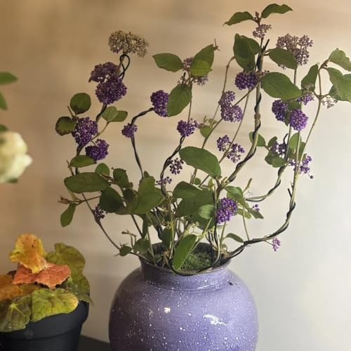 Comprar semillas de arbusto de perla del amor resistente para el jardín de balcón, cortadas en resistentes al aire libre 100pcs
