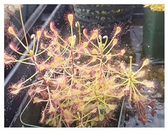 Pezzi - 5x Drosera Madagascariensis Drosera Giardino Piante - Seme B1356 - Seeds & Plants Shop by Ipsa