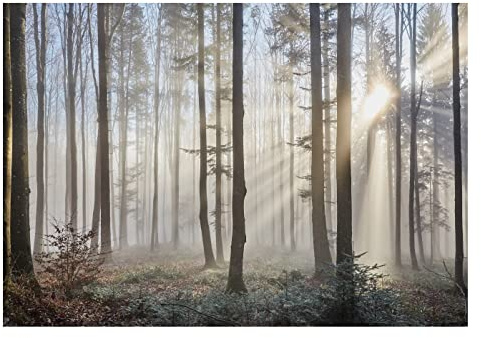 Papel Pintado Bosque Gris Niebla Árboles Salón Dormitorio 416x254 cm - Incluye Pegamento - Fotomurales Pared Tejido No Tejido Decorativos Murales Fotográfico XXL Moderno Decoración de Paredes