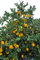 Aamish 20pcs graines de citronnier Meyer