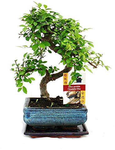 Exotenherz Bonsai Chinesische Ulme - Ulmus parviflora - ca. 6 Jahre