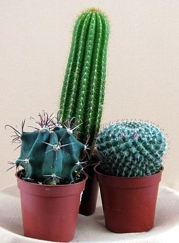 Instant Cactus Colección – 3 diferentes plantas – 3 macetas