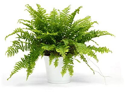 Helecho Green Lady Planta Natural de Interior y Exterior muy Resistente