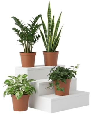 Kit DECOALIVE Hogar Natural Sansevieria, Potho, Hiedra y Zamioculcas el Equilibrio Perfecto entre Naturaleza y Diseño