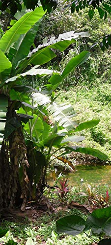 Bilderdepot24 Selbstklebende Türtapete | Bananenbaum im Dschungel | 90 x 200 cm | einteiliger Türsticker Türfolie | Wanddekoration für die Wohnung | TF60427a