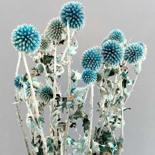 Ramo de flores Echinops conservado, azul claro, cardo natural, flores decorativas de otoño, 20 bolas azul planeta Echinops Globe Flor para Boda Boho Fiesta Decoración del hogar DIY Arreglos florales