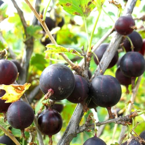 Semillas perennes resistentes de grosellas techo verde bonsái grosellas, resistentes para jardín, decorativas semillas 120pcs