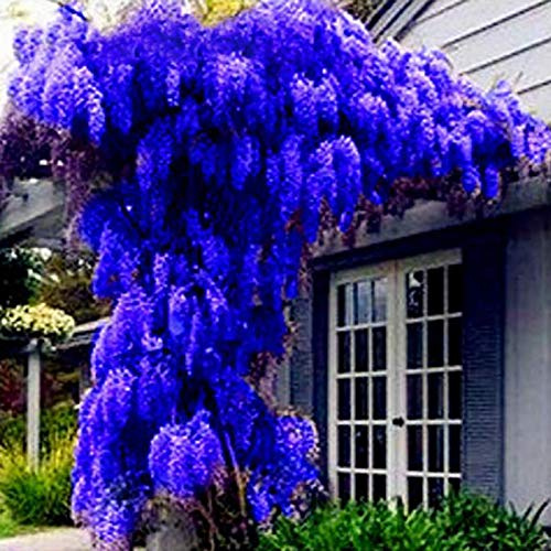 10 semillas de Wisteria Sinensis ornamentales para jardín, jardín, oficina, bonsái, decoración de glicina sinensis para mujeres, hombres, niños, principiantes, jardineros regalo