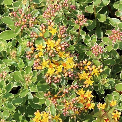 6x Orpin du Kamtschaka 'Variegatum' – Sedum kamtschaticum ‘Variegatum’ – Godet 9x9cm | Feuillage panaché, fleurs jaunes