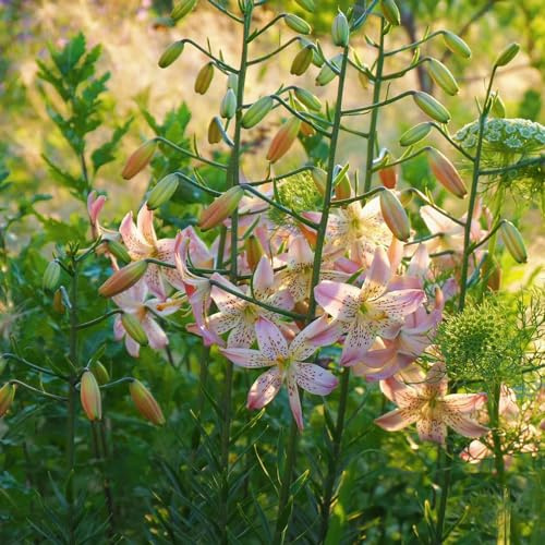 bulbi di giglio - giardino interno balcone tappezzanti 4pcs