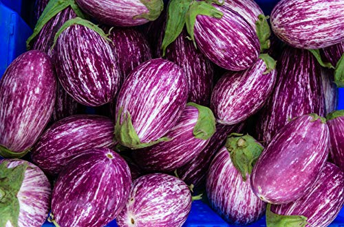 Fairy Tale F1 Eggplant Seeds - Non-GMO - 10 Seeds