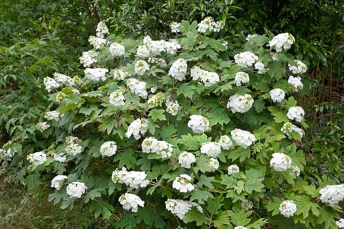 Eichenblatthortensie Hydrangea quercifolia Snow Queen 40-60 cm winterhart | Weisse Rispenblueten, dekoratives Herbstlaub, halbschattiger Standort, robust, ideal fuer Garten und Beet