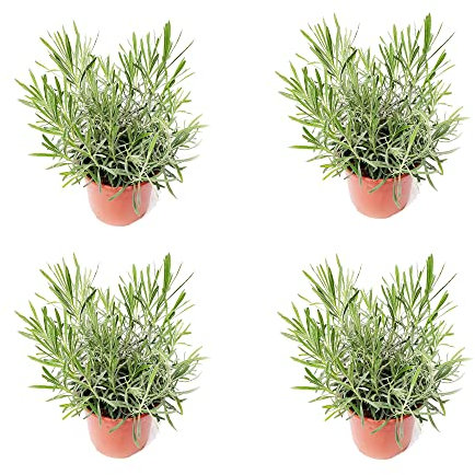 Lavanda - Pack 4 Plantas - DECOALIVE - Plantas de Lavandula Naturales