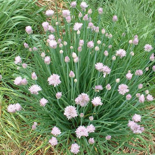 Plant World Seeds - Herb Garlic Chives Seeds (Herb Seeds)