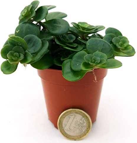 POWERS TO FLOWERS - SEDUM MAKINOI MICRO IDEALE PER TERRARIUM, VASO 5,5CM, pianta vera