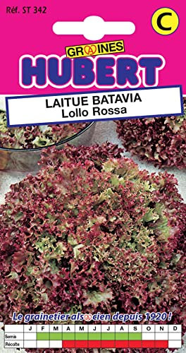 Graines de Laitue Batavia Lollo Rossa - 3 grammes