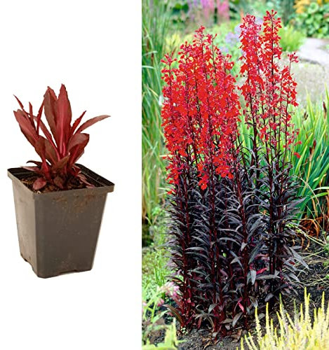 Lobelia 'Queen Victoria' in 10cm Pot - Lovely Herbaceous Perennial - Rich Scarlet Flowers (3 Plants)