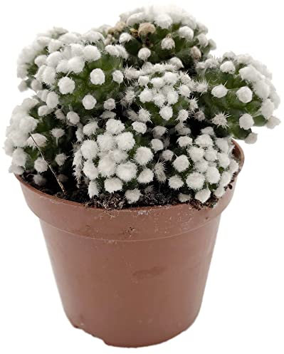 Fangblatt - Mammillaria gracilis albata - Schneekappen Kaktus - wundervolle Sukkulente für Winterfreunde