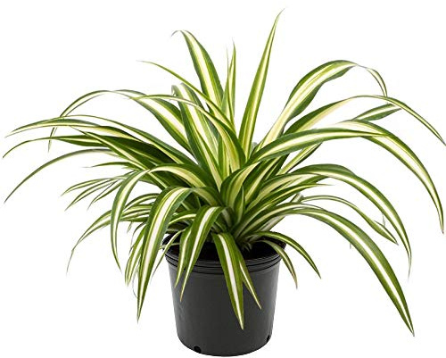 American Plant Exchange Spider Plant – 6-Inch Pot – Live Easy Care Indoor Houseplant, Air-Purifying, Pet-Friendly, Fast-Growing Trailing Plant for Home, Office & Hanging Basket Décor