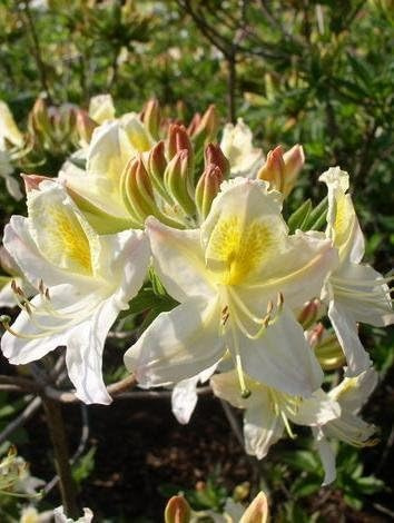 Azalee Rhododendron luteum Daviesii 50-60 cm hoch 5 L | Winterhart, duftend & blütenreich – bienenfreundliches, sommergrünes Blütengehölz für den Garten