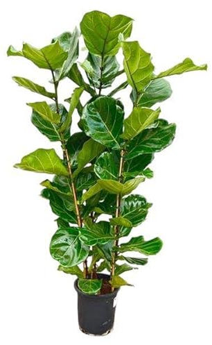Feigenbaum – Ficus Lyrata Strauch – ca. 165cm hoch – Ø30cm – Geigenfeige als dekorative Zimmerpflanze – XXL Grünpflanze mit großen Blättern – Für Wohnzimmer, Wintergarten & Büro