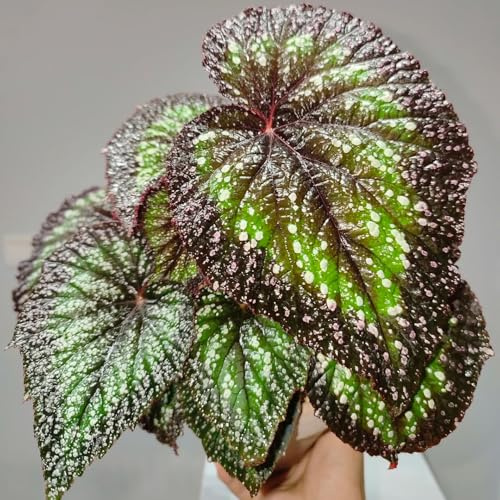 Begonien - gartendeko für draußen balkonpflanzen rankpflanzen kübelpflanzen blumensamen indoor gewächshaus zimmerbonsai hochbeete für garten steingarten gartenblumen bio alte sorten 400samen