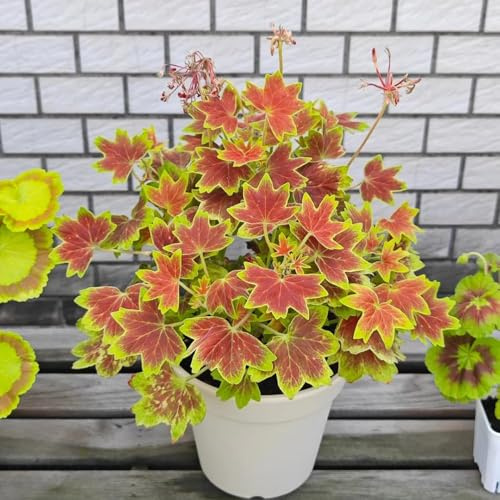20 pezzi semi di geranio - da balcone per l'inverno da balcone resistenti semi di giardino prato