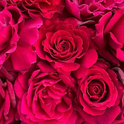 Semillas de rosal trepador, resistente y fragante de perennes, decoración de otoño de jardín, resistentes en para 80pcs