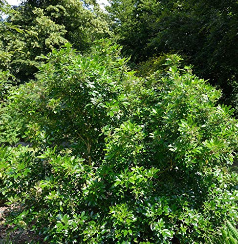 Orangenblume Apple Blossom 30-40cm - Choisya ternata - lebende Gartenpflanze aus den Baumschulen