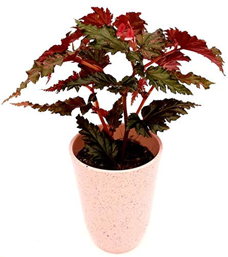 POWERS TO FLOWERS - BEGONIA REX WINGS SERRATIPETALA WING IN VASO CERAMICA BIANCO, pianta vera