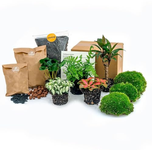 Green Bottle Set für Deinen Flaschengarten ohne Glas 5 Pflanzen Kaffee Farn Dracaena 2x Fittonia