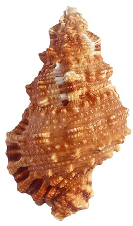 Coquillages naturels, Grandes coquillages naturels énormes, coquille de conque for remplissage Vase, plantes aériennes, Aquarium De(810cm)