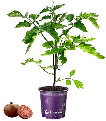 veredelte Zebra Cocktailtomaten-Pflanze Lycopersicon esculentum