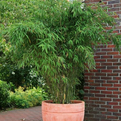 Bambus-Hecken-Set Fargesia 'Jumbo', Höhe 40-60 cm, Topf 5 Liter, 40 Stück