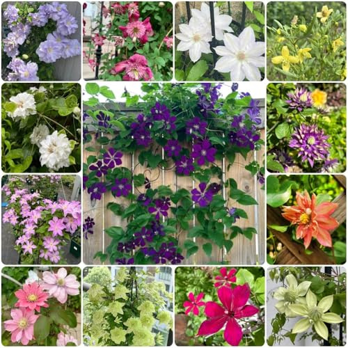 Clematis, Clematis florida, garten kletterpflanzen schnellwachsend seltene stauden winterhart mehrjährig 150Samen