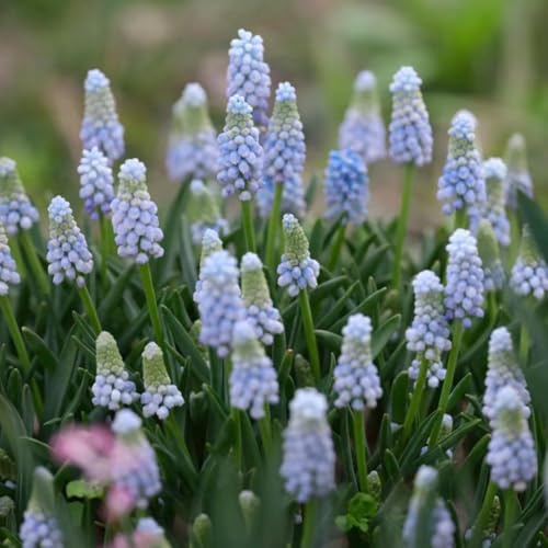 giacinto d'uva, decorazioni giardino esterni balcone 6bulbi