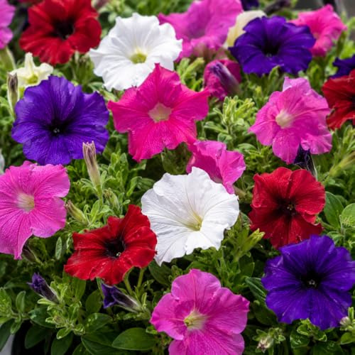 100 Semi Petunia Nana Compatta in Miscuglio – Fiori Ornamentali Colorati per Giardino, Vaso e Balcone | Pianta a Fioritura Abbondante, Ideale per Aiuole, Bordure e Fioriere