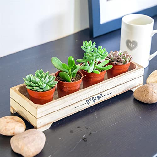 4 suculentas y cactus, 10 estilos al azar, mini plantas suculentas artificiales, plantas decorativas de cactus cactus plantas en macetas de imitación miniaturas decoración del hogar