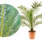 Meine Orangerie Phoenix Canariensis - Palma resistente al gelo, robusta in vaso Ø 24 cm, palma da dattero canarino, altezza inclusa pentola 110-120 cm
