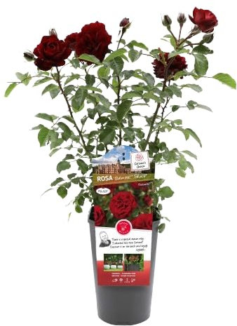 Rosal Arbustivo Rojo La Elegancia Natural para tu Jardín