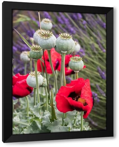 ArtDirect Red poppies and seed heads and lavender at a lavender farm in Sequim-Washington State Custom Framed Art Print Giclee Print or Canvas Options with Various Sizes and Customization by Eggers, Julie
