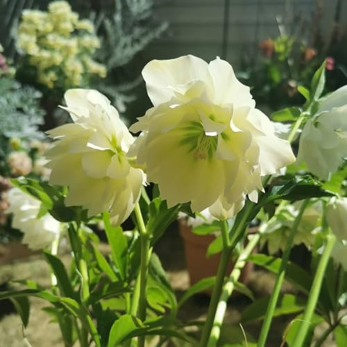 Semillas de rosa de Navidad - perennes, resistentes al invierno rosa navideña orgánicas para balcón para sombra al aire libre 100pcs