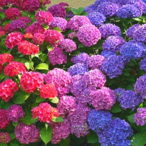 Winter Hardy Pink Shades to Blue Purple Hydrangea Bush Tree Live Shrub Plant, 6-12 Blue to Smooth Pink to Purple Blooms, Established Roots, Dormant, No Leaf